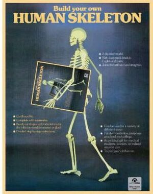 SKELETON